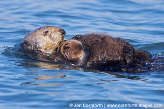 California Sea Otter 6