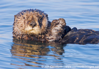California Sea Otter 7