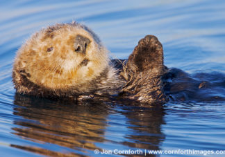California Sea Otter 8