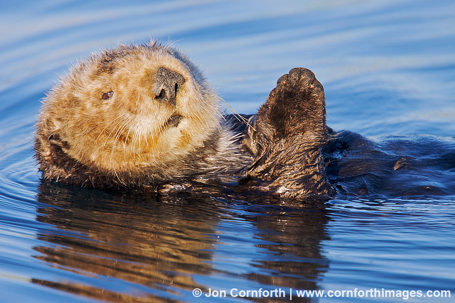 California Sea Otter 8