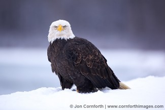 Chilkat Bald Eagle 100