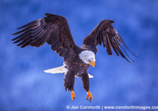 Chilkat Bald Eagle 101