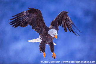 Chilkat Bald Eagle 101