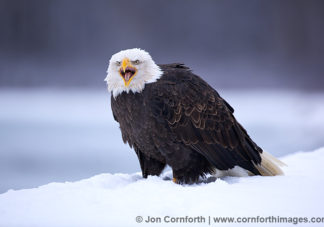 Chilkat Bald Eagle 104