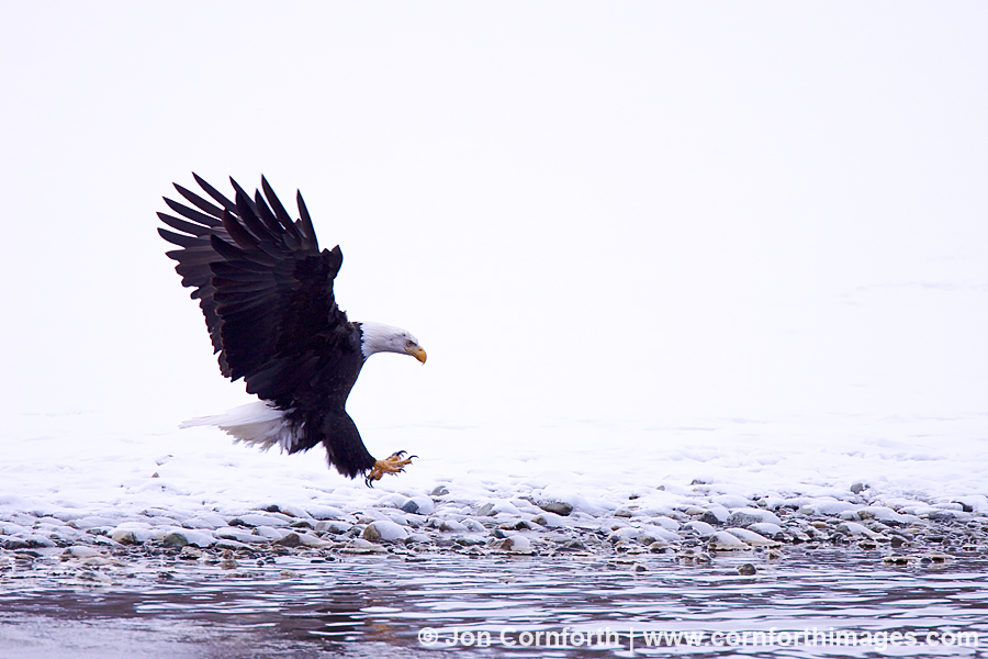 Chilkat Bald Eagle 107