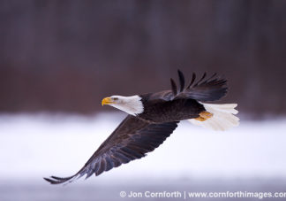 Chilkat Bald Eagle 109