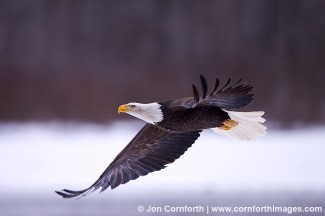 Chilkat Bald Eagle 109
