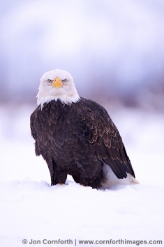 Chilkat Bald Eagle 111