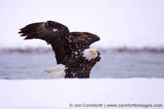 Chilkat Bald Eagle 113