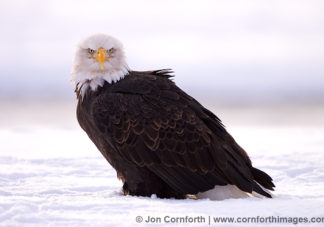 Chilkat Bald Eagle 114