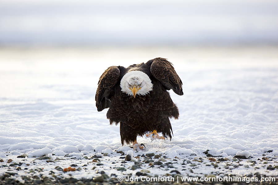 Chilkat Bald Eagle 117