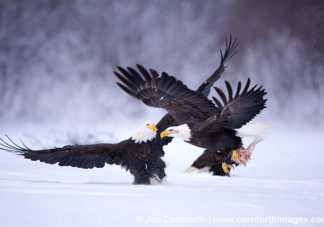 Chilkat Bald Eagle 118