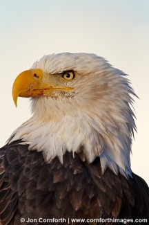 Chilkat Bald Eagle 202