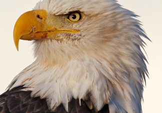 Chilkat Bald Eagle 202