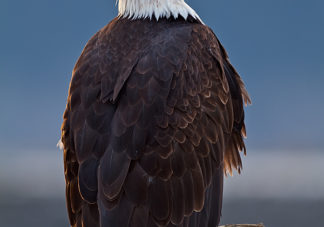 Chilkat Bald Eagle 203