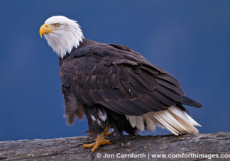 Chilkat Bald Eagle 204