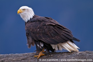 Chilkat Bald Eagle 204