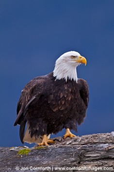 Chilkat Bald Eagle 205