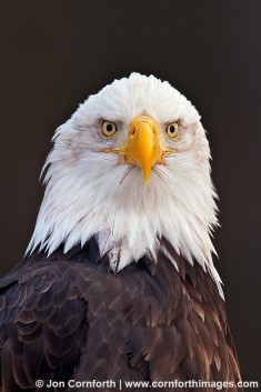 Chilkat Bald Eagle 209