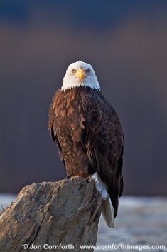 Chilkat Bald Eagle 214