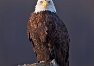 Chilkat Bald Eagle 214