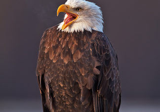 Chilkat Bald Eagle 216