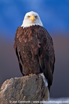 Chilkat Bald Eagle 217
