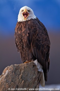Chilkat Bald Eagle 218