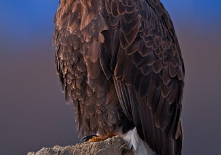 Chilkat Bald Eagle 218