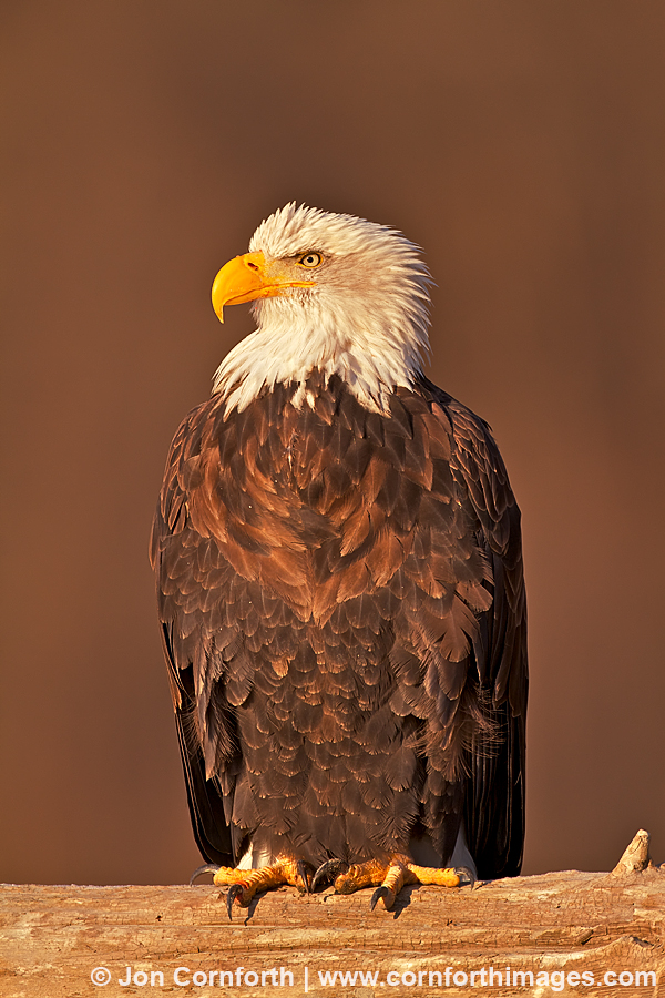 Chilkat Bald Eagle 224