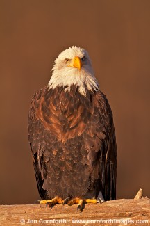 Chilkat Bald Eagle 227