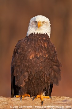 Chilkat Bald Eagle 230