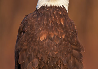 Chilkat Bald Eagle 230