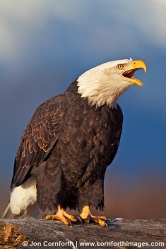 Chilkat Bald Eagle 241