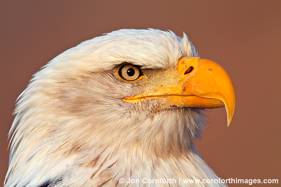 Chilkat Bald Eagle 243