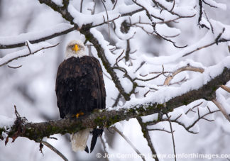 Chilkat Bald Eagle 26