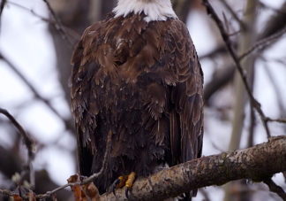 Chilkat Bald Eagle 30
