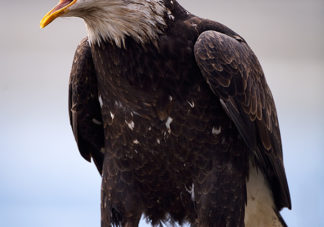 Chilkat Bald Eagle 53
