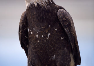 Chilkat Bald Eagle 58