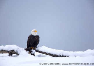 Chilkat Bald Eagle 70