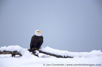 Chilkat Bald Eagle 70