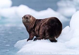 Columbia Glacier Sea Otter 2