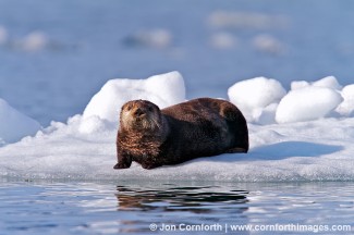 Columbia Glacier Sea Otter 3