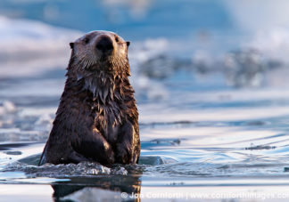 Columbia Glacier Sea Otter 4