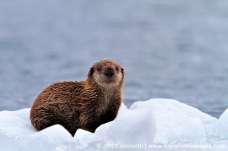 Columbia Glacier Sea Otter Pup 1