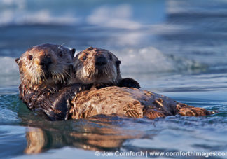 Columbia Glacier Sea Otters 1