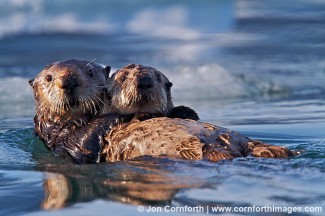 Columbia Glacier Sea Otters 1