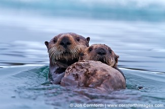 Columbia Glacier Sea Otters 3
