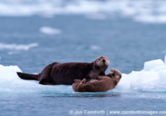 Columbia Glacier Sea Otters 4