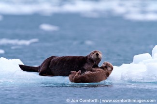 Columbia Glacier Sea Otters 4